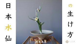 日本水仙の生け方【格花・主位・三才格】未生真流 IkebanaNarcissus tazetta [upl. by Yenattirb94]