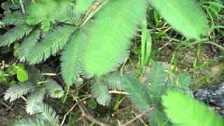 Planta Dormilona o Mimosa Pudica  Tocache Perú [upl. by Anitreb]