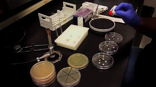 Testing an Antibiotic Using a Disk Diffusion Assay  Kirby Bauer Method [upl. by Carlotta892]