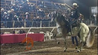 Segundo Lugar Caballo El Faraón Categoría Españoles [upl. by Enylodnewg]