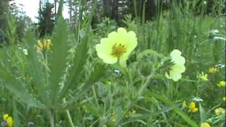 MyNature Apps Identifying Sulphur CinquefoilPotentilla recta [upl. by Hanoy]