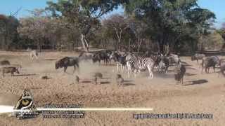 Zebra kicks warthog literally into a spasm and then another warthog also have a go at him [upl. by Leelaj]