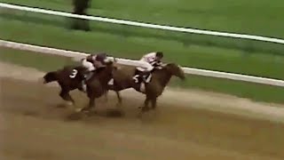 Affirmed vs Alydar All 10 Races in the Rivalry [upl. by Lamek145]