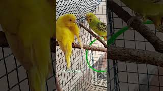 Buggies parrot budgies parrot birdslover birds viralvideo australianbirds [upl. by Asert593]