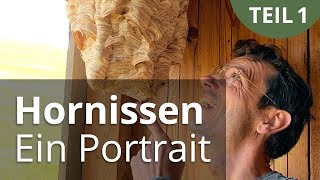 Hornissen  ein Portrait Teil 1 [upl. by Sigismond]