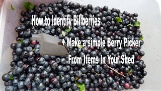 Home Made Fruit  Berry Picker  Harvester  Bilberry Identifying Picking In Devon UK [upl. by Yran]