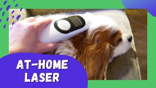 AtHome Cold Laser Therapy for Dogs with Chiari Malformation CM and Syringomyelia SM [upl. by Streetman]