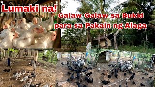 Freerange ang mga Pabo at Manok at Natural ang Pakain sa mga Alagang Hayop Matipid pero Masarap [upl. by Aicenet]