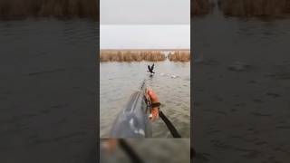 best2024cormoranthuntinginwaterbotbirdhunting [upl. by Atiugram651]