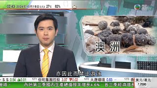 無綫TVB 0200新聞報道｜澳洲當局證實十一個海灘黑色球體為焦油球 料因石油洩漏未知來源｜美國大選 賀錦麗游走三個「藍牆」州份拉票 避免重蹈希拉里敗選覆轍｜創意產業發展藍圖遲未發表｜20241019 [upl. by Danelle]