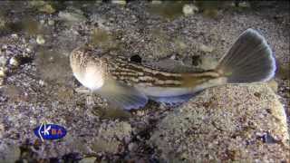 Звездочет морская корова Uranoscopus scaber Atlantic stargazer [upl. by Watanabe]