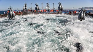 A Way For Fishermen Net Fishing Tuna  Giant Bluefin Tuna Catch Hundred Tons Tuna Fish On the sea 4 [upl. by Damicke]