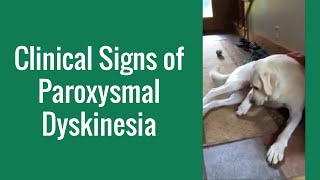 Clinical Signs of Paroxysmal Dyskinesia in a Dog  Merck Veterinary Manual [upl. by Aliber]