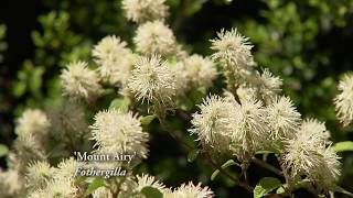 Everything You Need to Know About Growing the Fothergilla Plant [upl. by Wyly]