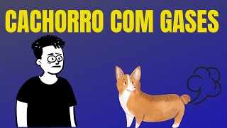 Cachorro com Gases 6 Dicas para Ajudar na Flatulência Canina [upl. by Aspasia]