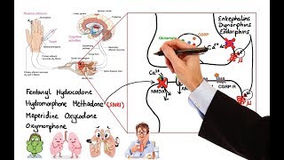 Pharmacology  OPIOIDS MADE EASY [upl. by Leda]