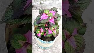 How to Repot coleus plant  Coleus Plant Care  Gardening  Repotting [upl. by Lishe]