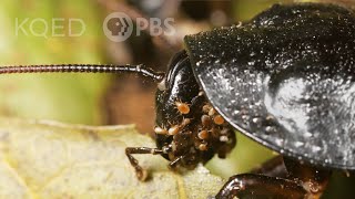 You Wish You Had Mites Like This Hissing Cockroach  Deep Look [upl. by Ravens]