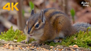 Cat and Dog TV The ultimate cute chipmunks and squirrels eating4K [upl. by Massimo]