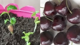 Easy Way To Grow Cherry Plant From Seed  Perfect Method Of Germinate Seeds In May [upl. by Sapphira]