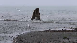 Alaskan female bearsow attacks a male bearboar for looking at her cubs [upl. by Ayiram]