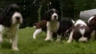 Dogs 101 English Springer Spaniel [upl. by Ymia]