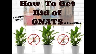 How to Get Rid of Gnats in Houseplants [upl. by Rede347]