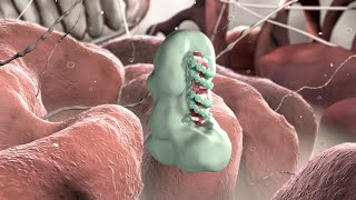 Gene Silencing by Micro RNA  Medical Animation [upl. by Kippie]