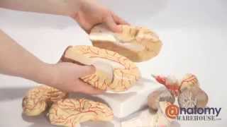 Axis Scientific 8Part Deluxe Human Brain with Arteries by AnatomyWarehousecom [upl. by Chickie53]