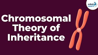 Genetics  Chromosomal Theory of Inheritance  Lesson 9  Dont Memorise [upl. by Anairotciv822]