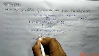 Trace the formation of spermatozon from spermatogonium  CLASS 12  HUMAN REPRODUCTION  BIOLOG [upl. by Etnaud85]