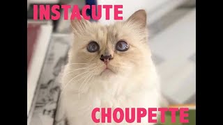 Choupette  Le chat star de Karl Lagerfeld [upl. by Neeluj]