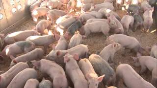 Producing HighQuality Pig Feed [upl. by Balbur]