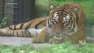 Naples Zoo Found Not At Fault In Tiger Attack [upl. by Lacym]