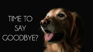 Saying Goodbye The Right Time to Euthanize Your Pet [upl. by Codie]