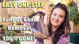 Easy One Step  How To Get Rid Of Fungus Gnats  100 Guarantee  Fungus Gnat Prevention [upl. by Anahsar]