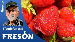 FRESAS COMO PRODUCIR FRESA Y FRESÓN Cultivo completo [upl. by Lear]