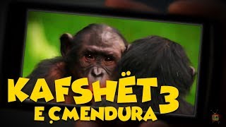 Kafshët e Çmendura  E3 [upl. by Alonso]