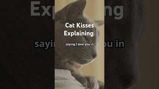 How Your Cat Shows Love Cat Kisses Explained [upl. by Alexandre323]