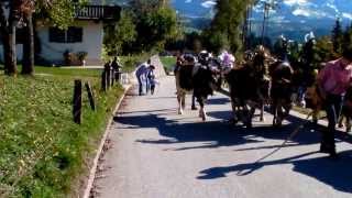 Rinderzucht Tirol Almabtrieb Fam Schroll Hopfgaten i T quotPremhofquot 2013 [upl. by Aerona938]