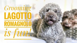 Grooming Lagotto Romagnolo is fun [upl. by Eidorb]