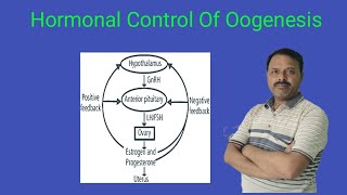 Hormonal Control Of Oogenesis  Class 12  Biology [upl. by Norbie]