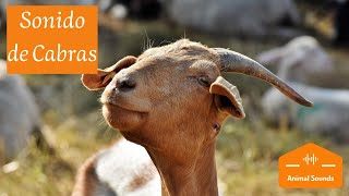 🐐Sonido de Cabras Bee Bee – Chivo Bebe Gritando – Cabra Gritando Fuerte [upl. by Tristan]