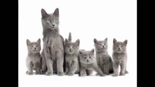 Nebelung Cat and Kittens  History of the Nebelung Cat Breed [upl. by Auhsot939]