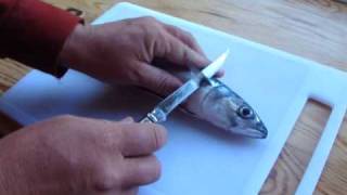 Opinel slimline filleting knife boning out fresh mackerel [upl. by Ataynik613]