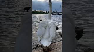 Swan finished preening  then Swims off ￼ [upl. by Etnoel366]