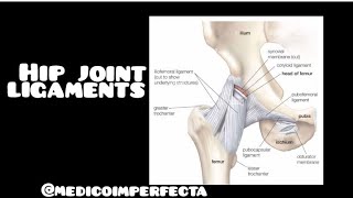 Ligaments of hip joint medical anatomy [upl. by Riobard899]