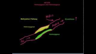 MTHFR Heterozygous versus Homozygous [upl. by Annoyed]