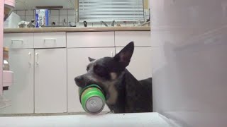 Smart Blue Heeler gets a beer from the fridge [upl. by Anil]