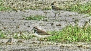 Killdeer Running [upl. by Baal411]